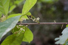 Sterculia lanceolata