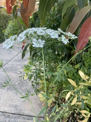 Ammi