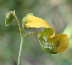 Argyrolobium tomentosum