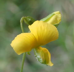 Argyrolobium tomentosum