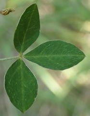 Argyrolobium tomentosum