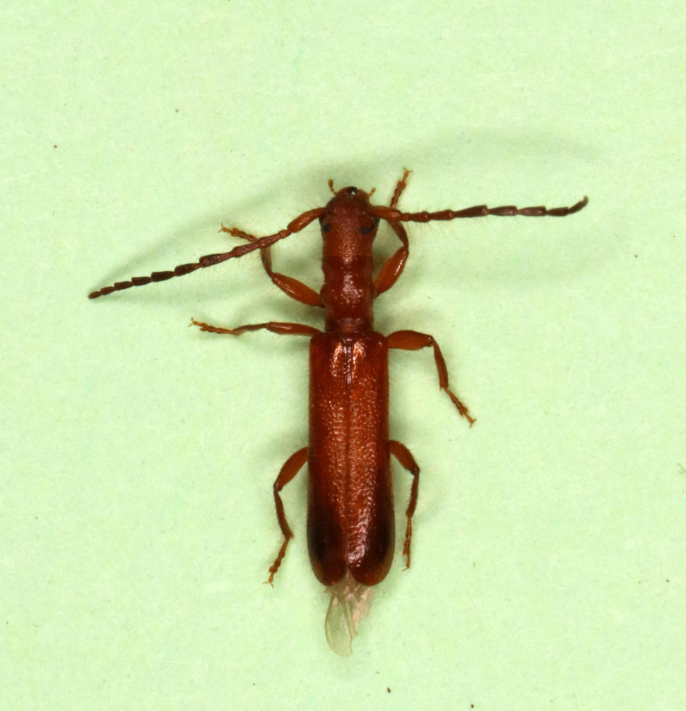 Cylindobrium