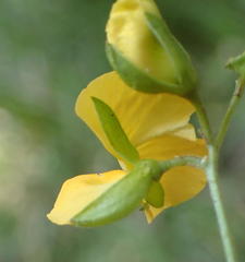 Argyrolobium tomentosum