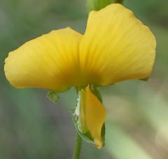 Argyrolobium tomentosum