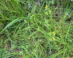 Argyrolobium tomentosum