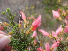 Prostanthera serpyllifolia microphylla