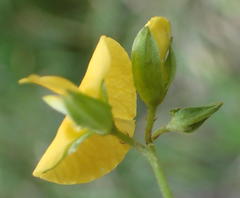 Argyrolobium tomentosum