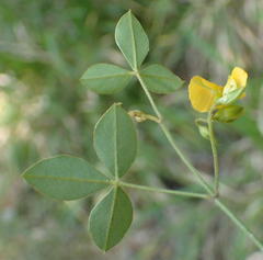 Argyrolobium tomentosum