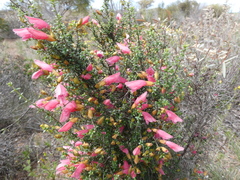 Prostanthera serpyllifolia microphylla