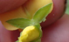 Argyrolobium tomentosum