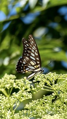 Graphium chironides