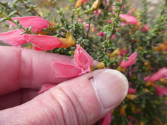 Prostanthera serpyllifolia microphylla