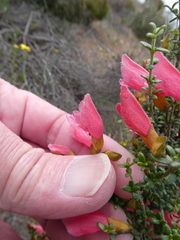 Prostanthera serpyllifolia microphylla