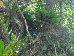 Bulbophyllum macraei