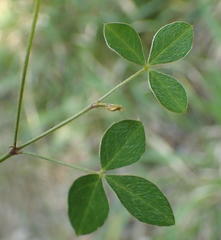 Argyrolobium tomentosum