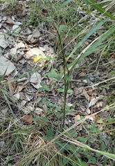 Argyrolobium tomentosum