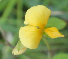 Argyrolobium tomentosum