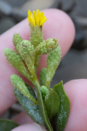 Image of Hazardia orcuttii by (c) Madeleine Claire, some rights reserved (CC BY)