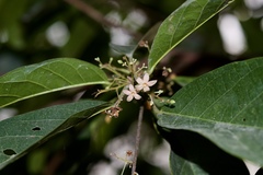 Sterculia lanceolata
