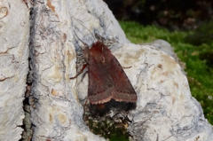 Agrochola haematidea