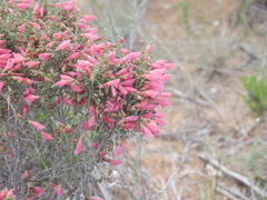 Prostanthera serpyllifolia microphylla
