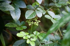 Causonis japonica
