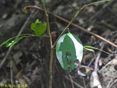 Papilio castor formosanus