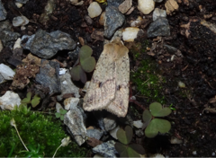 Agrochola blidaensis