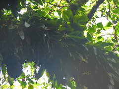 Bulbophyllum macraei