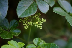 Causonis japonica