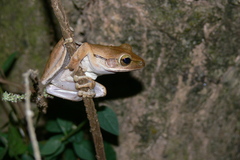 Polypedates leucomystax