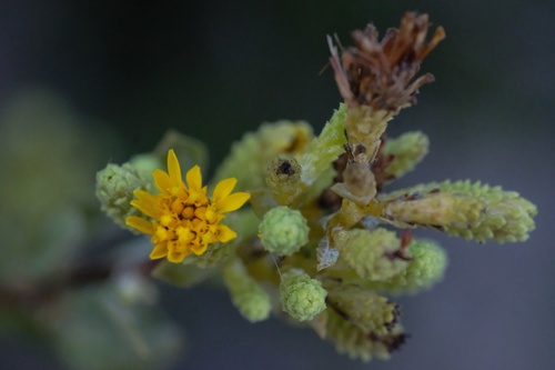 Image of Hazardia orcuttii by (c) Madeleine Claire, some rights reserved (CC BY)