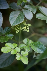 Causonis japonica