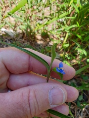 Commelina lanceolata