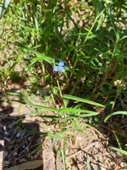 Commelina lanceolata