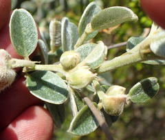 Podalyria burchellii