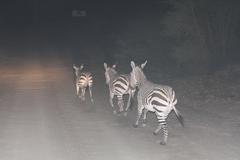 Equus zebra hartmannae