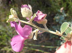 Podalyria burchellii