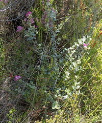 Podalyria burchellii