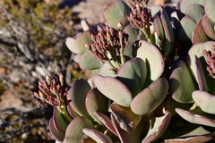 Crassula arborescens arborescens