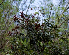 Mallotus philippensis