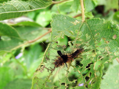Matsumursine horishanella