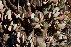 Crassula arborescens arborescens