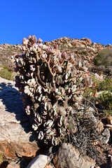 Crassula arborescens arborescens