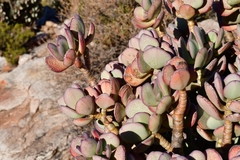 Crassula arborescens arborescens