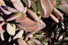 Crassula arborescens arborescens