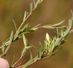 Gnidia humilis