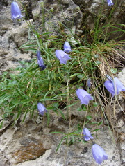 Campanula cochleariifolia