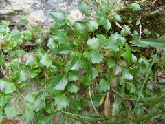 Campanula cochleariifolia