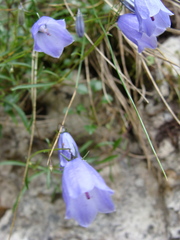 Campanula cochleariifolia